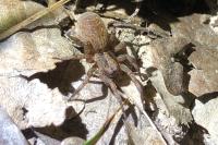 Trochosa