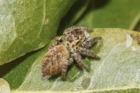 Carrhotus xanthogramma
