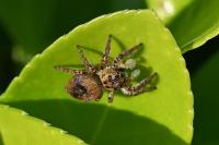 Carrhotus xanthogramma