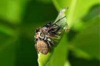 Carrhotus xanthogramma