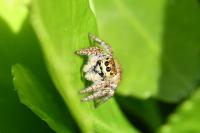 Carrhotus xanthogramma