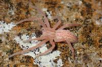 Micrommata virescens