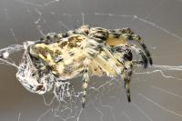 Cyclosa conica