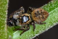 Carrhotus xanthogramma