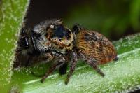 Carrhotus xanthogramma