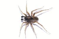 Pardosa hortensis