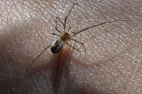 Neriene radiata