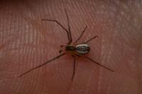 Neriene radiata