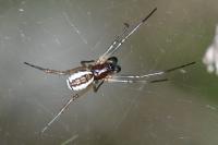 Frontinellina frutetorum