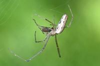 Tetragnatha