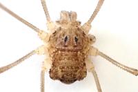 Rilaena triangularis