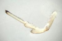 Rilaena triangularis