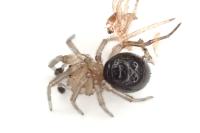 Enoplognatha thoracica