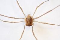 Rilaena triangularis