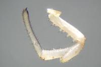 Rilaena triangularis