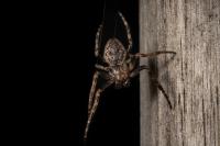 Nuctenea umbratica