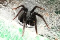 Segestria florentina