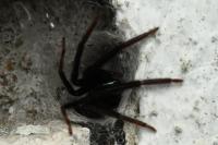 Segestria florentina