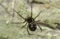 Steatoda grossa