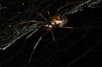 Lepthyphantes minutus