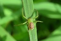 Diaea dorsata