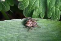 Gibbaranea bituberculata