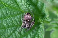 Gibbaranea bituberculata