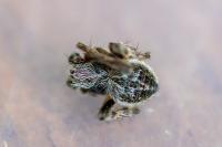 Agalenatea redii