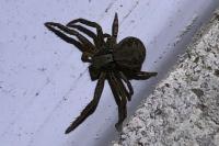 Xysticus