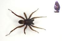 Pardosa hortensis