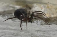 Steatoda grossa