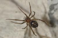 Steatoda grossa