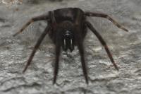 Segestria florentina