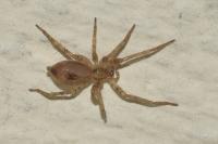 Anyphaena accentuata