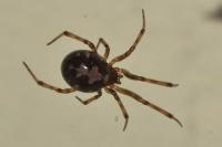 Steatoda triangulosa