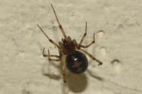 Steatoda triangulosa