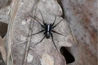 Pardosa