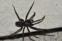 Segestria florentina