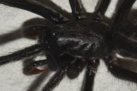 Segestria florentina