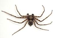 Philodromus pinetorum