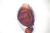 Philodromus pinetorum