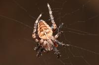 Araneus diadematus
