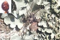 Philodromus pinetorum