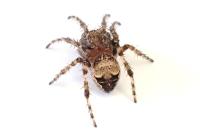 Larinioides patagiatus