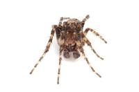 Larinioides patagiatus