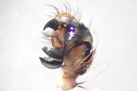 Larinioides patagiatus