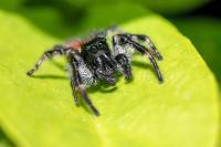 Carrhotus xanthogramma