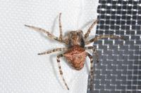 Gibbaranea bituberculata