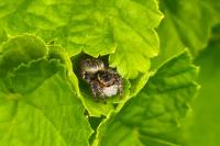 Carrhotus xanthogramma