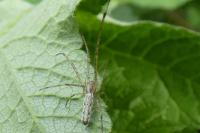 Tetragnatha
